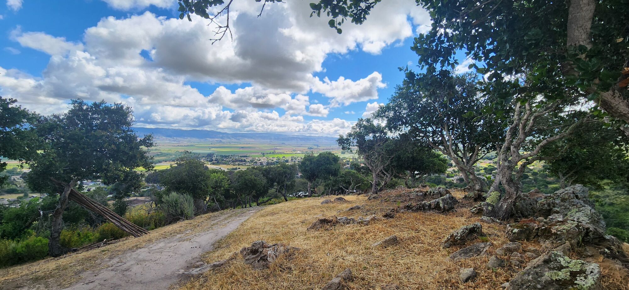 Coast live oaks framing the Salinas Valley from the ranch ridge