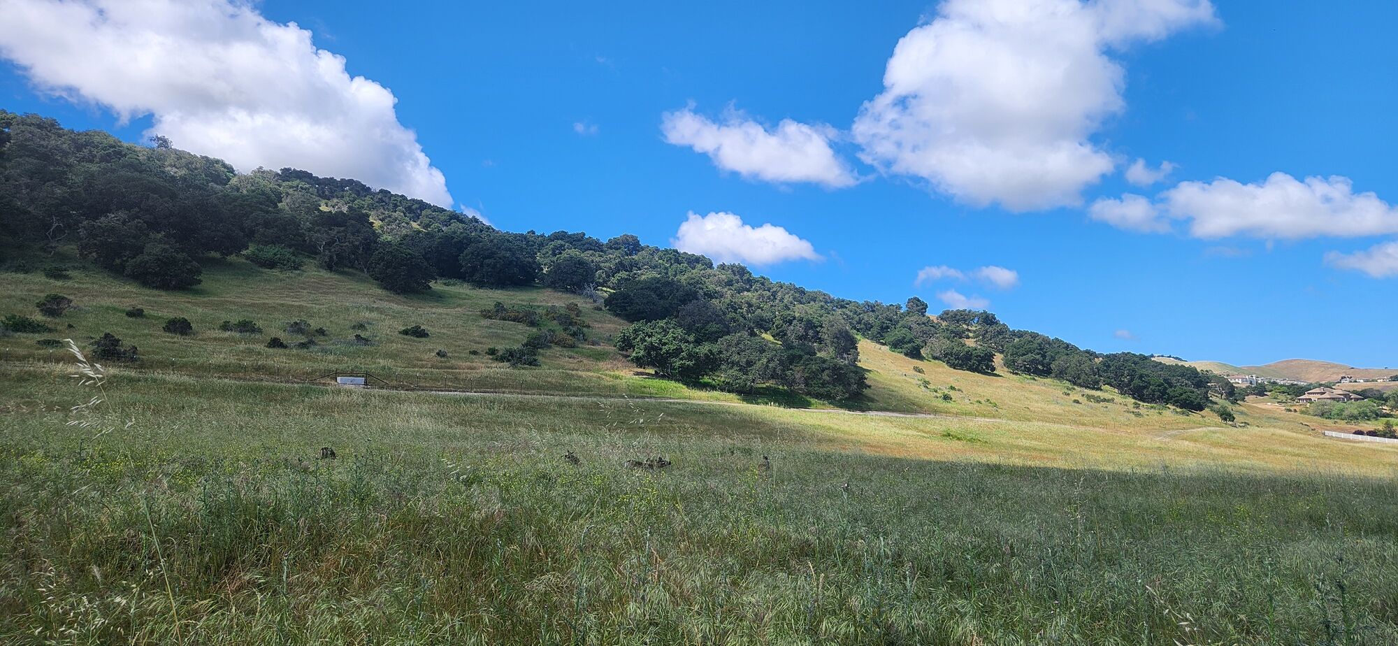 Open grassland running up to the oak ridge