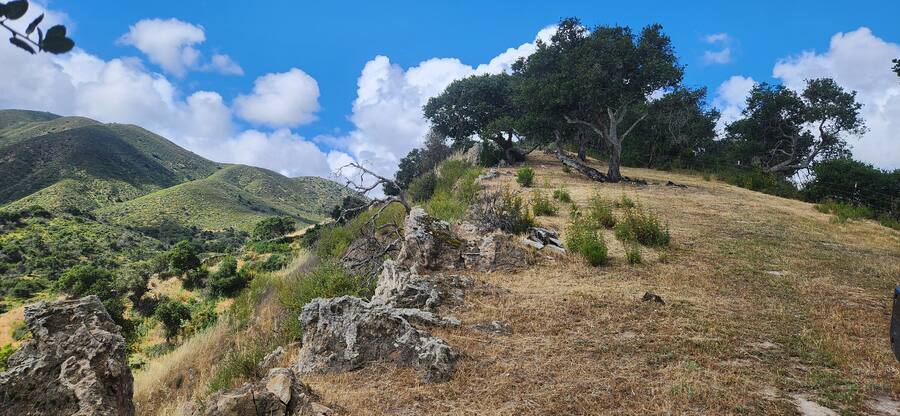 A lone oak holding the crest of the hill