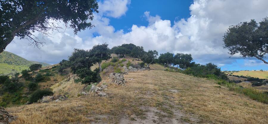 The ridge trail, oak canopy overhead