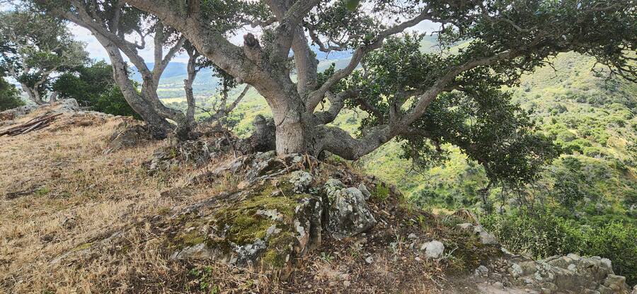 A coast live oak sprawled across a limestone outcrop