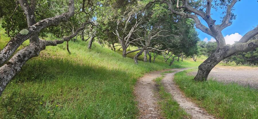 A two-track path through the oak grove in spring