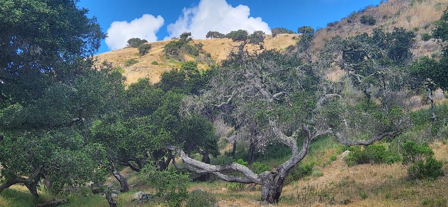 Twisted coast live oaks on the hillside