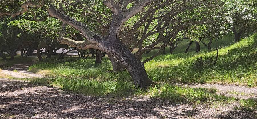 Old coast live oaks arching over the grove road