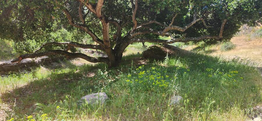 Green meadow beneath a century-old oak