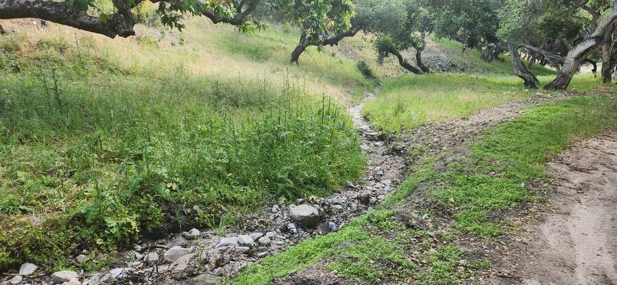 The seasonal creek bed running green after spring rain