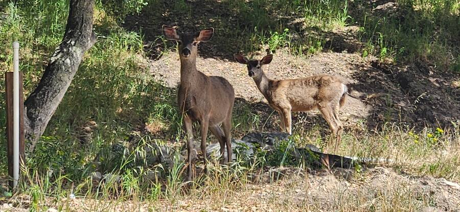 Blacktail deer at the creek edge — regular residents