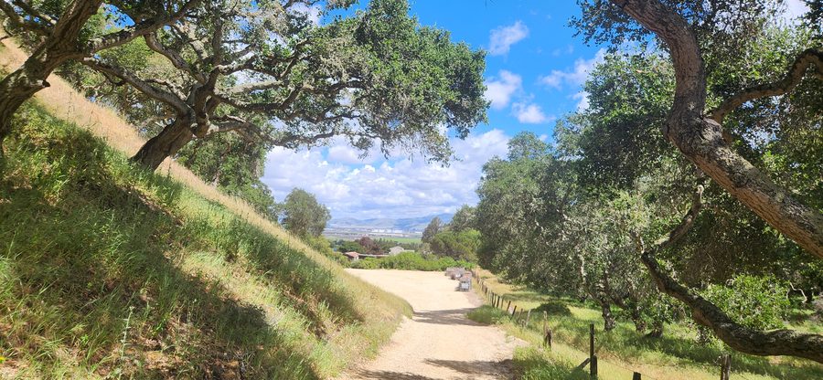 The ranch road through the oaks toward the valley