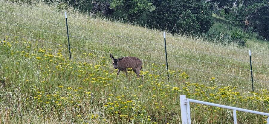A doe in the wildflowers along the meadow fence