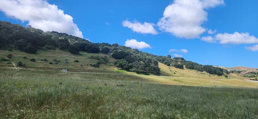 Open grassland running up to the oak ridge