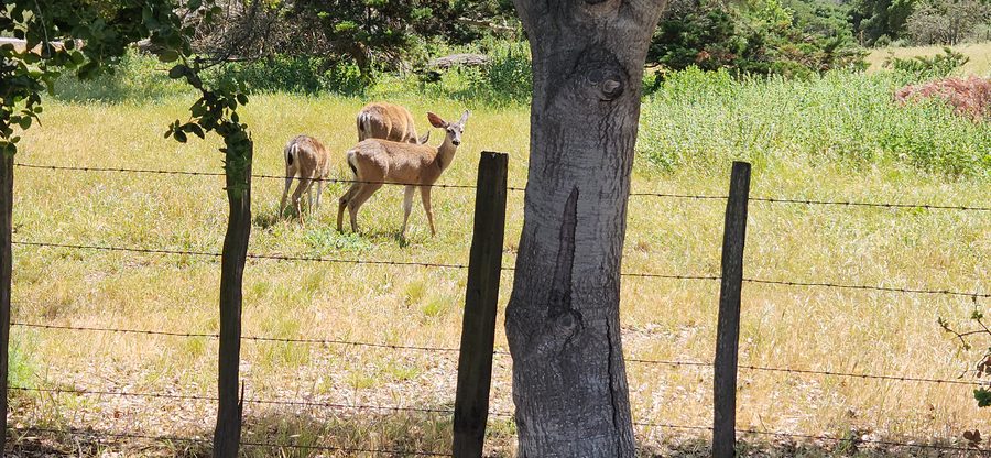 Deer along the meadow fence